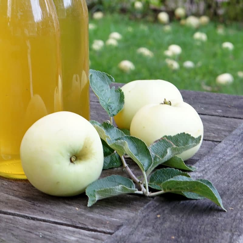 Ympris äpple 'Transparente Blanche', tidigt äpple, saftigt, syrligt fruktkött, aug-sep, härdig zon 6