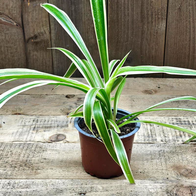 Australisk ampellilja Zebra Grass, avlånga gröna blad vita kanter snabbväxande renar luften 8-9 cm