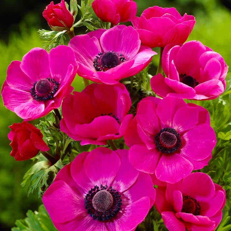 Bukettanemon 'Sylphide' 15 knölar rosalila 25 cm juli sep sol halvskugga De Caen 5/6