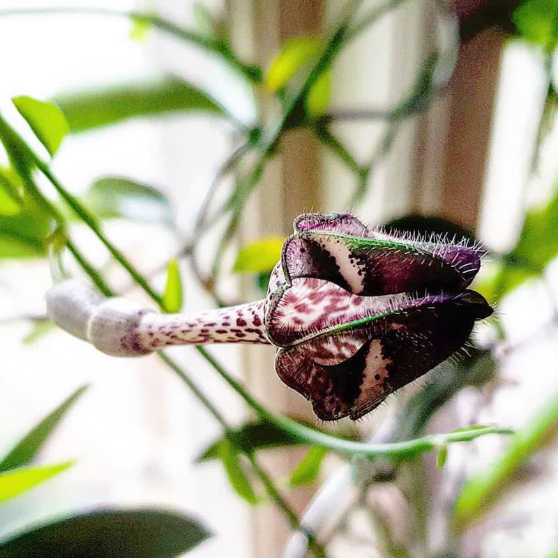 Fallskärmsranka Ceropegia nilotica, klängande leopardspreckliga blommor skuggigt 8-10 cm kruka