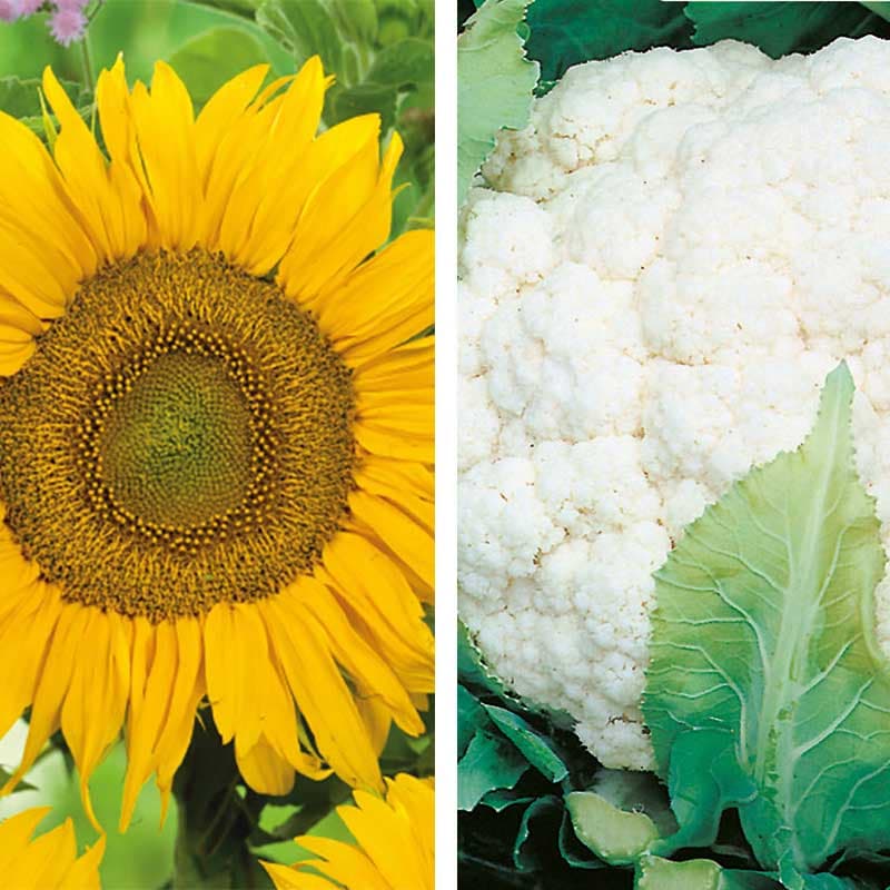 Partnerplantor - Solros och blomkål