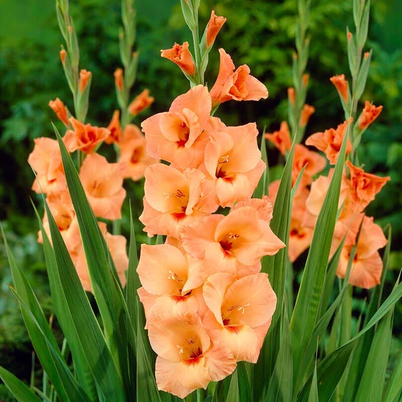Lökar & knölar - Gladiolus