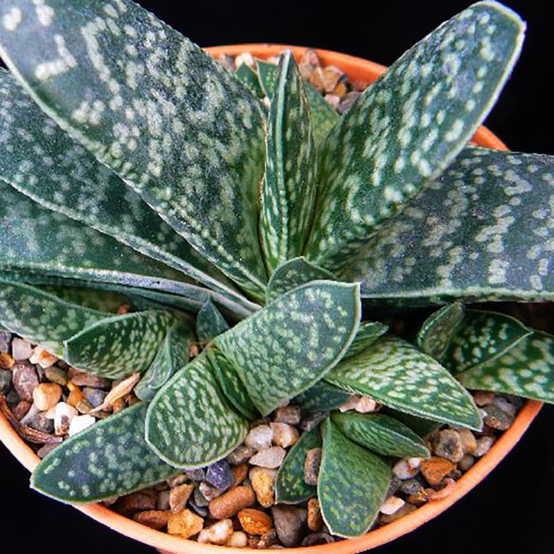 Gasteria, succulent torktålig lätt att föröka ljus ej gassande placering 6-8 cm kruka