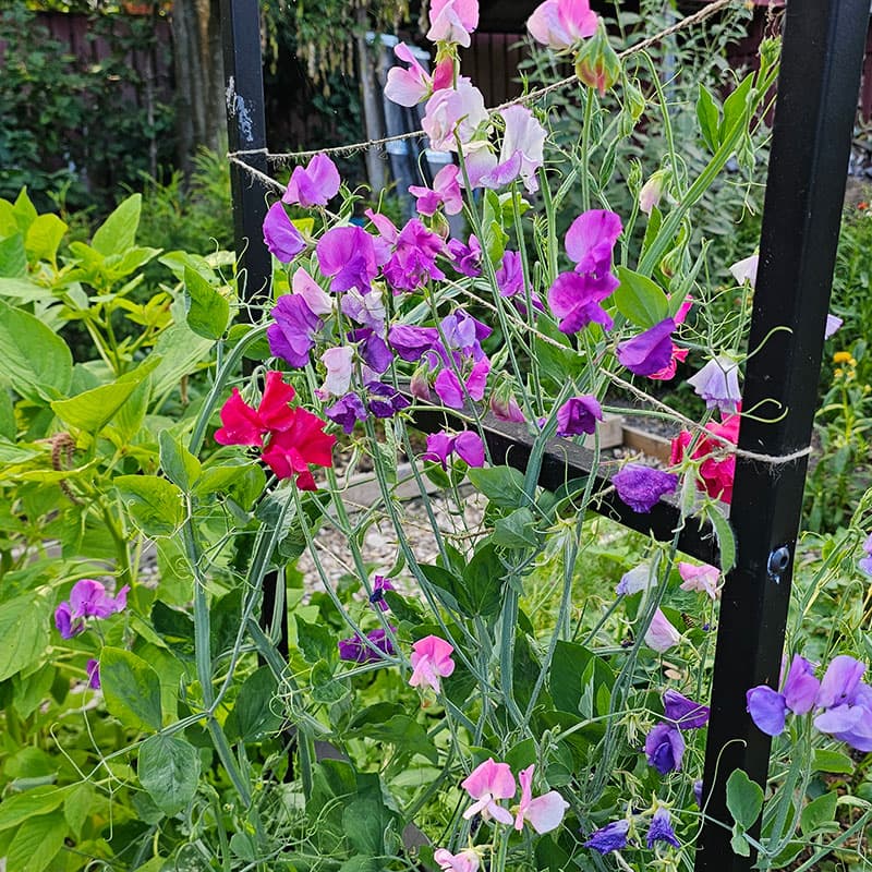 Luktärtsmix Doft & Fägring, 5 sorter, doftande blommor, lättodlad, för sol/halvskugga.