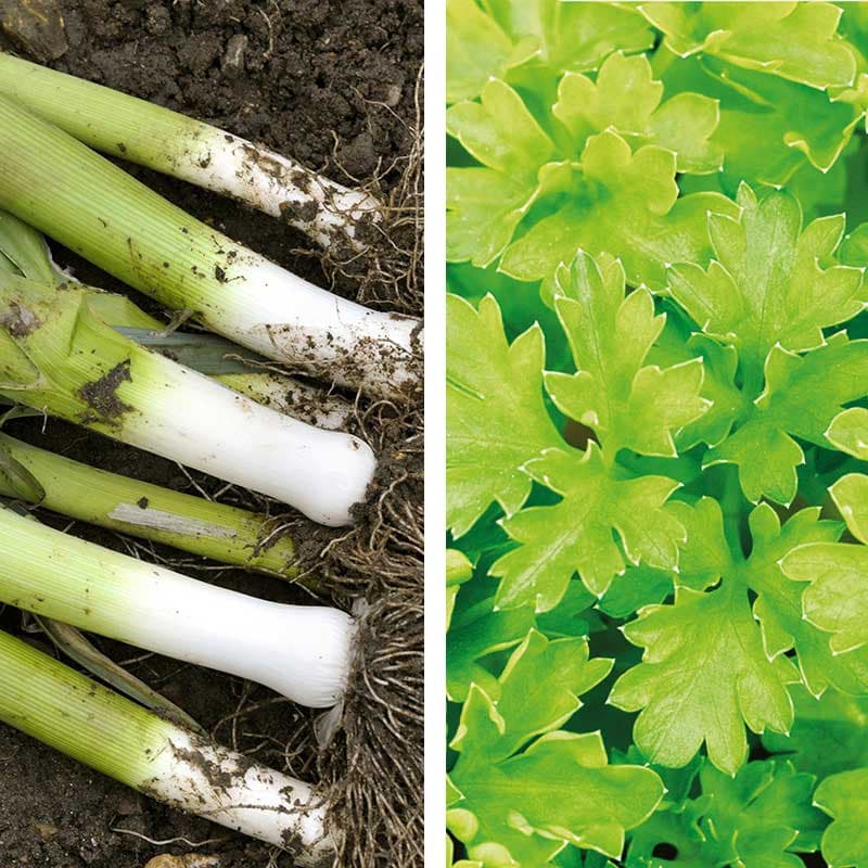 Fröer - Partnerplantor