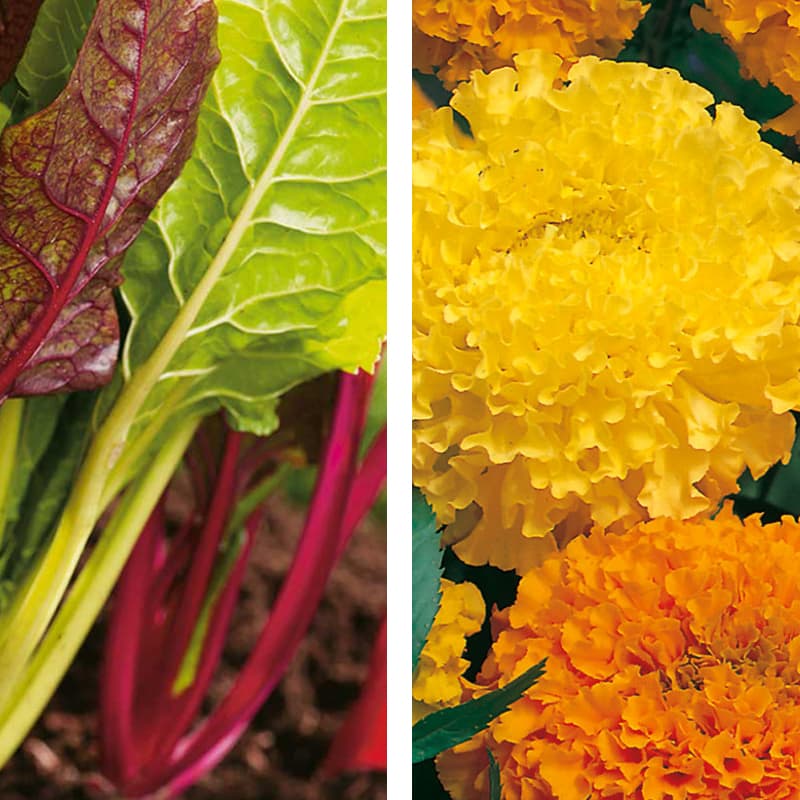 Partnerplantor: Tagetes och mangold, stor tagetes dubbel mix, ekologisk, 1 paket frön.