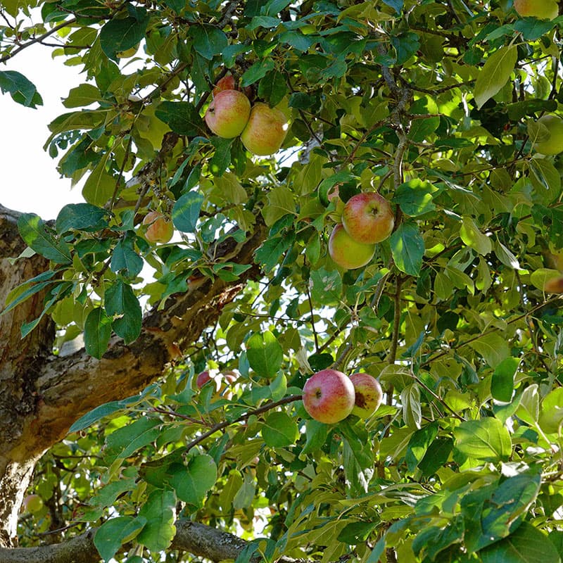 Grundstam äpple A2, populär grundstam, starkväxande träd, härdig zon 6, leveransstorlek 8-10 mm