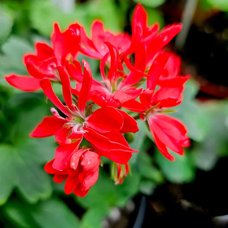 Stjärnpelargon 'Chill', har dubbla mörkt röda blommor mörk med vitt öga.