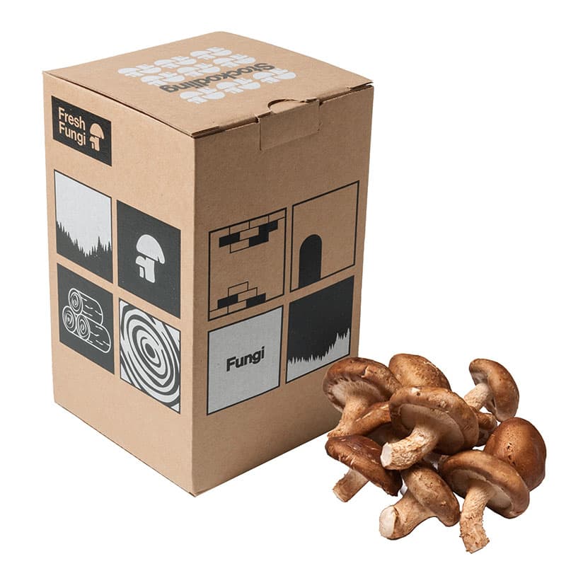 Stockodlingskit, Shiitake, Robust, umamirik, Skörd efter 6-12 månader, 100 pluggar ingår