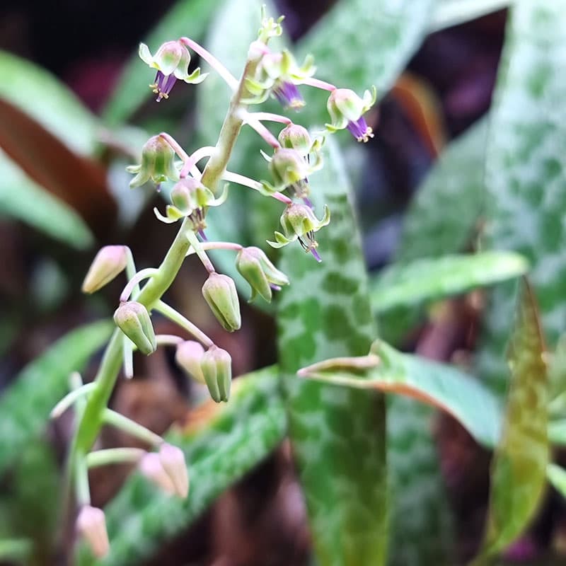 Syskonstjärna, flerårig ört med ovanjordiska lökar, blommor som bildar en spira, 15-20 cm