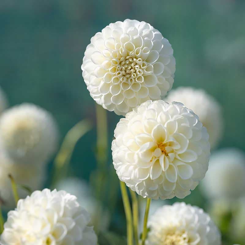Pompondahlia Petras Wedding, 1 knöl, vit pompon 90cm,juli–okt fin i halvskugga