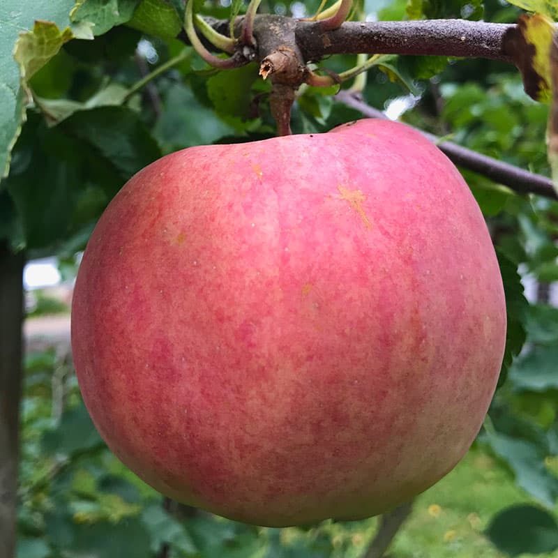 Ympris äpple 'Aroma', ett fantastiskt äpple, aromatisk, sötsyrlig smak, mognad nov-feb