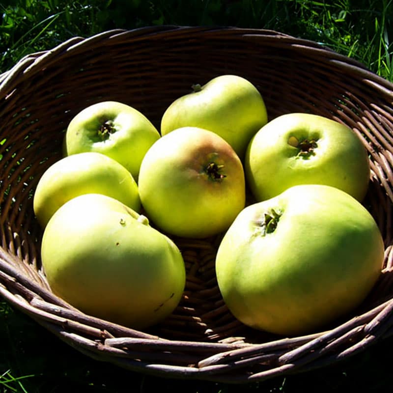 Ympris äpple ’Oranie’