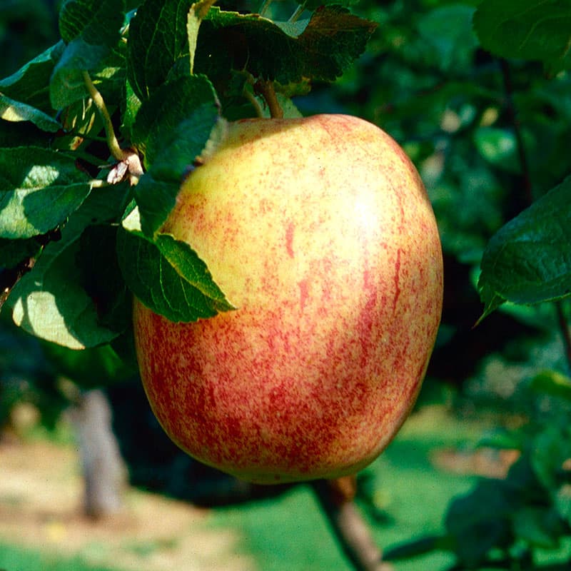 Ympris äpple 'Melon', citronäpple,gröngul röd, saftigt, syrligt, mognad nov-mars, härdig zon 3.