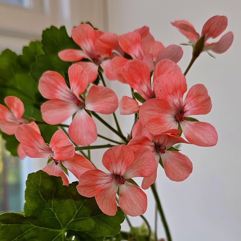 Zonarticpelargon Unicorn Peach, persikofärgade blommor med vit mitt. Höga stänglar snittvänlig brun zon