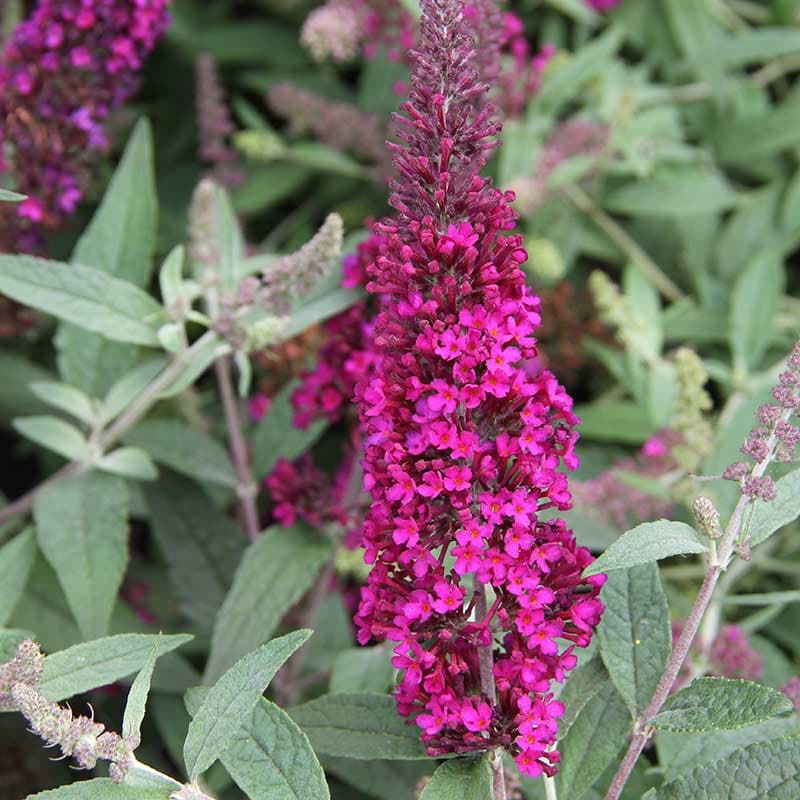 Syrenbuddleja 'Summer Bird® Raspberry' 3-pack, rosaröd, Fjärilsväxt, pluggplanta