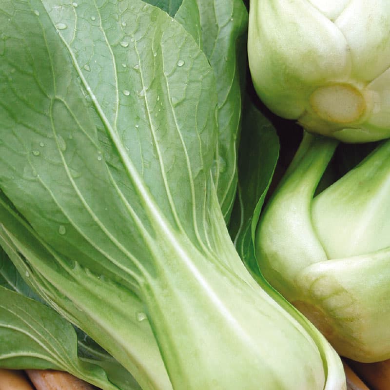 Sellerikål, pak choi 'Green Revolution' F1, grön, mild kålsmak, köldtolerant, lättodlad, 175 frön.
