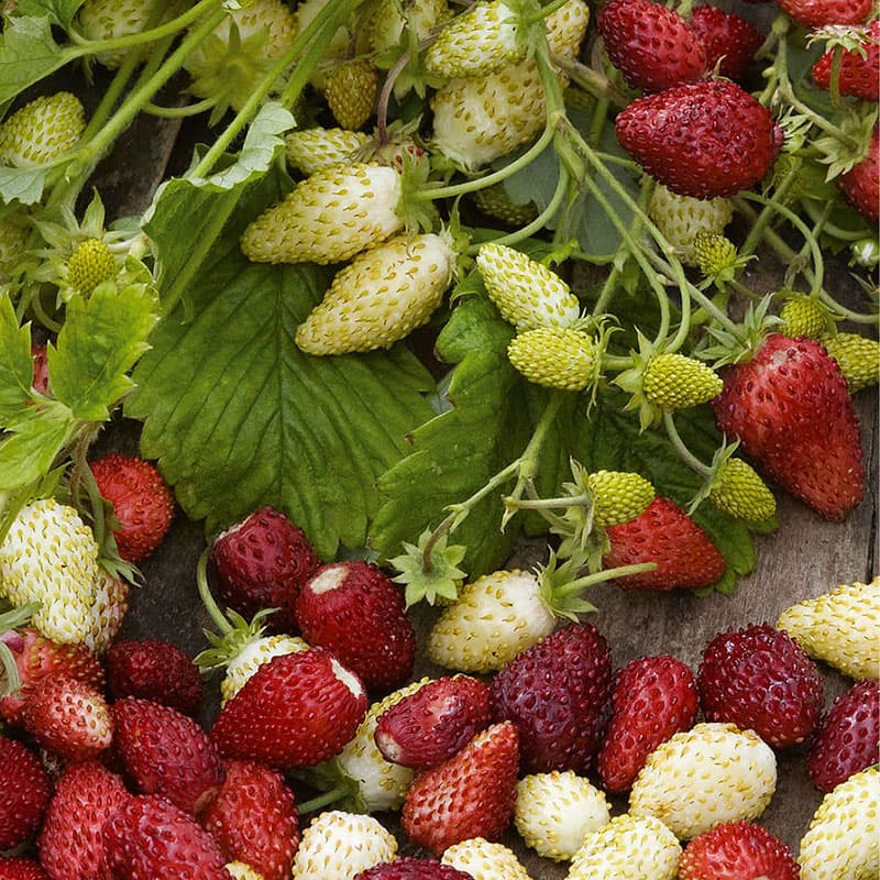 Smultron 'Red & Cream', soligt läge, köksväxt, 150 frön, söta bär, skörd från augusti till oktober.