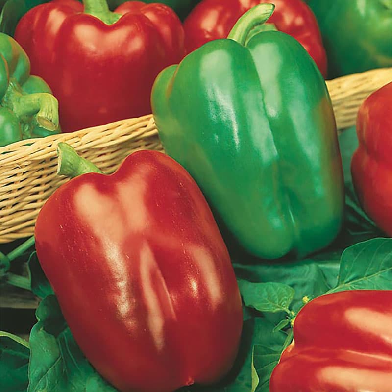 Paprika 'California Wonder', röd och grön, klockformad, mild och söt smak, soligt läge, 150 frön.