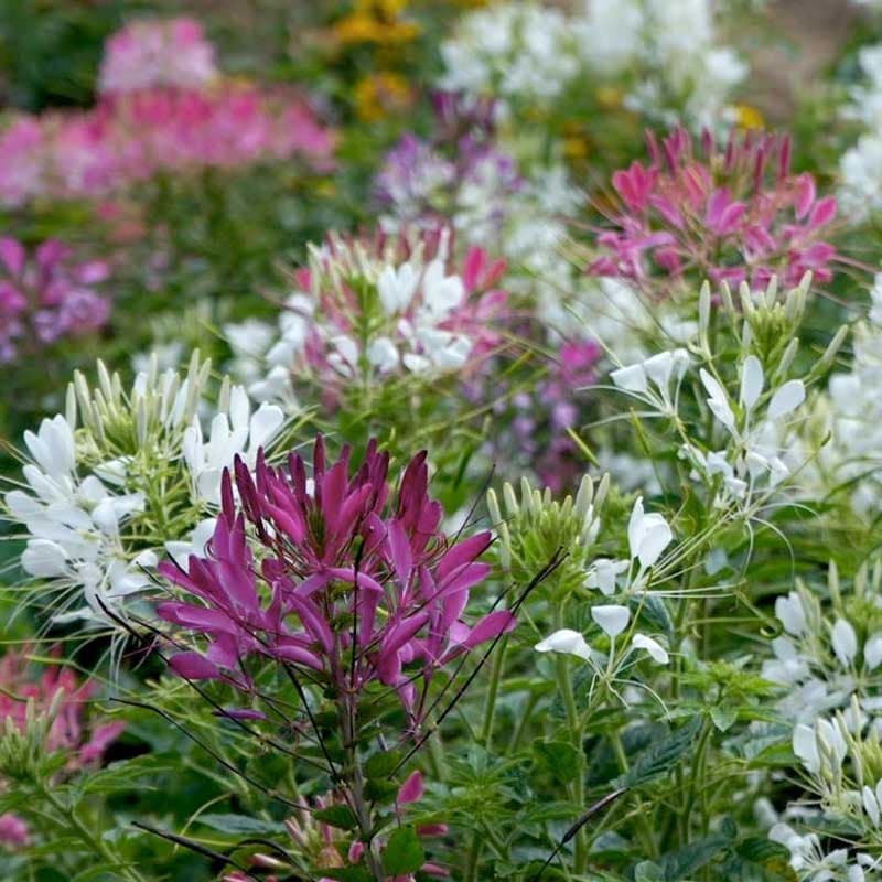 Paradisblomster 'Colour Fountain', rosa, lila, vit, höjd 90-120 cm, soligt läge, ettårig, 250 frön.