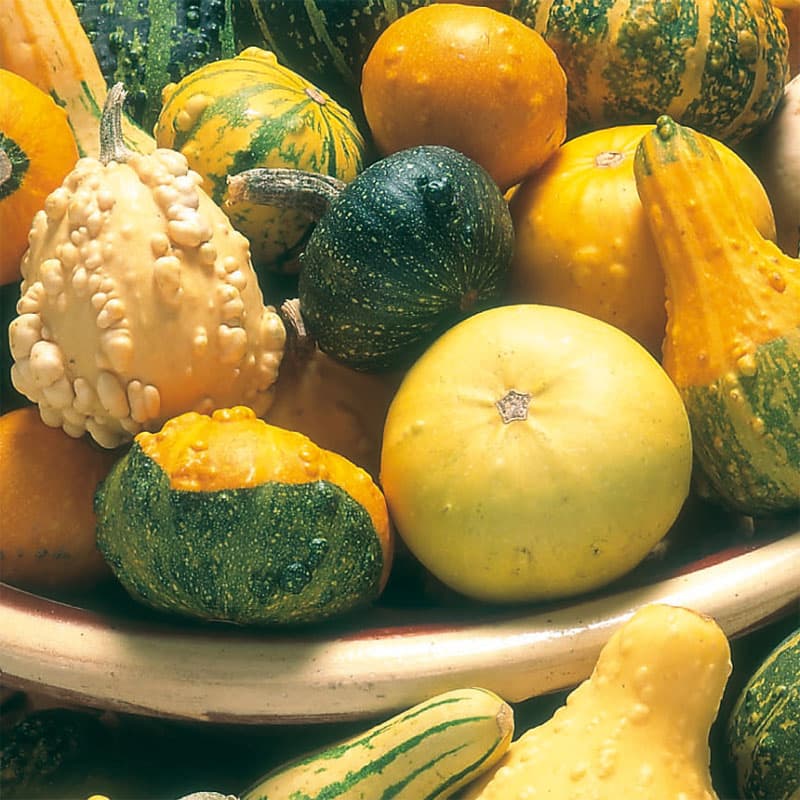 Pumpa och flaskkurbits 'Ornamental Mixed', färg: blandade, höjd: 2 m, slingerväxt, ettårig.