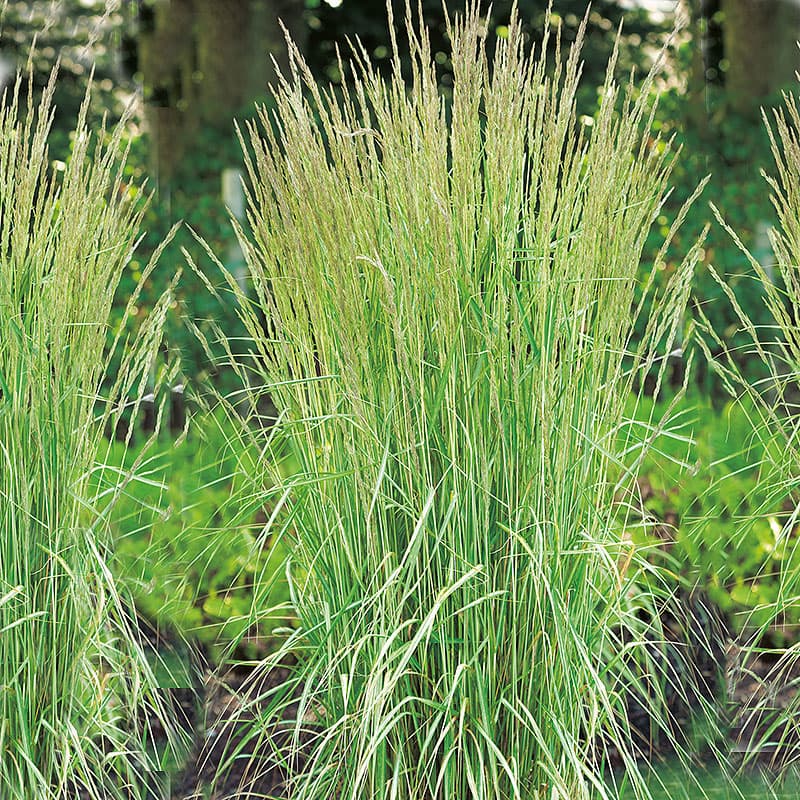 Brokbladigt tuvrör 'Overdam',2L, Höjd ca 150 cm, vitstrimmigt bladverk, sol–halvskugga.