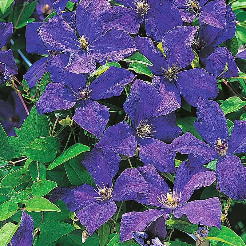 Klematis 'Polish Spirit', blåvioletta blommor juni–sep höjd 2–4m sol–skugga zon1–4, klätterväxt