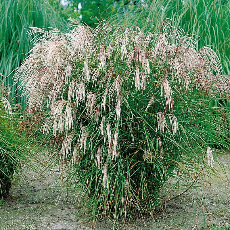 Glansmiskantus 'Kleine Fontäne',2L Silverrosa vippor, höjd ca120 cm, soligt läge