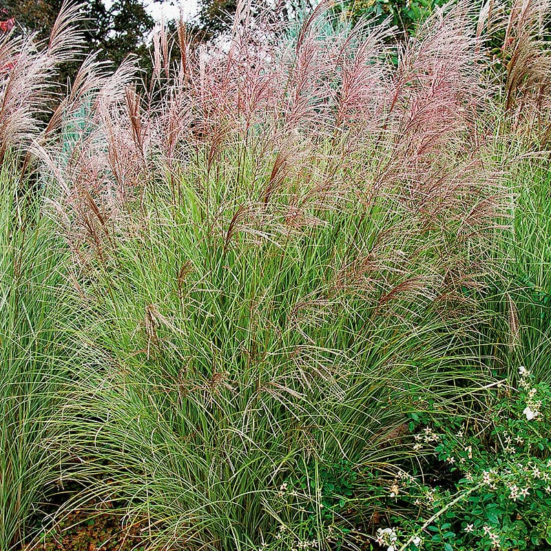 Glansmiskantus 'Morning Light',2L Gröna blad, höjd ca120 cm, soligt läge