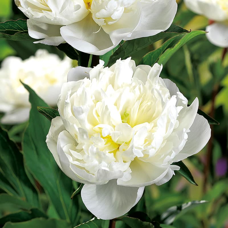 Luktpion 'Duchesse de Nemours', vit doftande perenn 80 cm sol kalkrik rabatt 2L