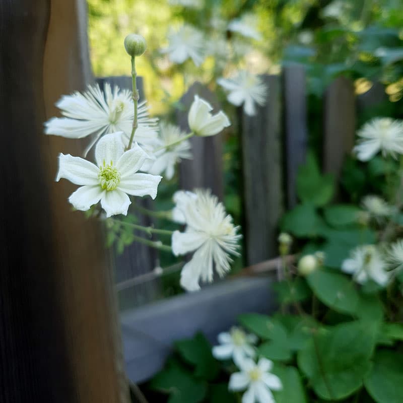 Klematis 'Paul Farges', vita små doftande blommor juli–okt höjd 3–7m zon1–4, klätterväxt