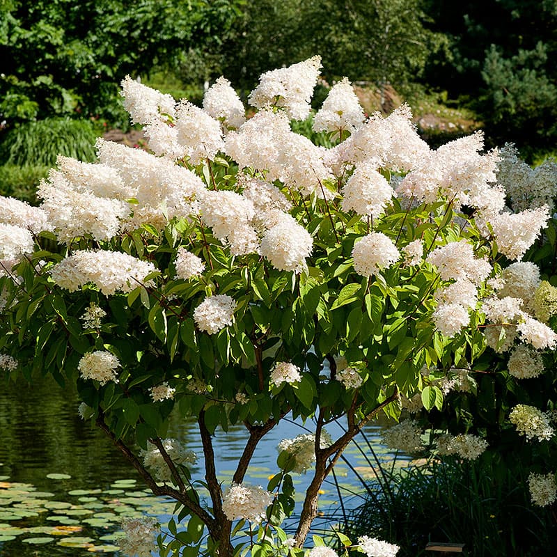 Syrenhortensia Grandiflora, 1 st vit/rosa jul–sep 2–3 m sol/halvskuggigt zon1–5