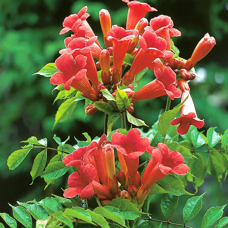 Trumpetranka, orange trumpetblommor snabbväxande höjd 5-7 m sol zon1–2, klätterväxt