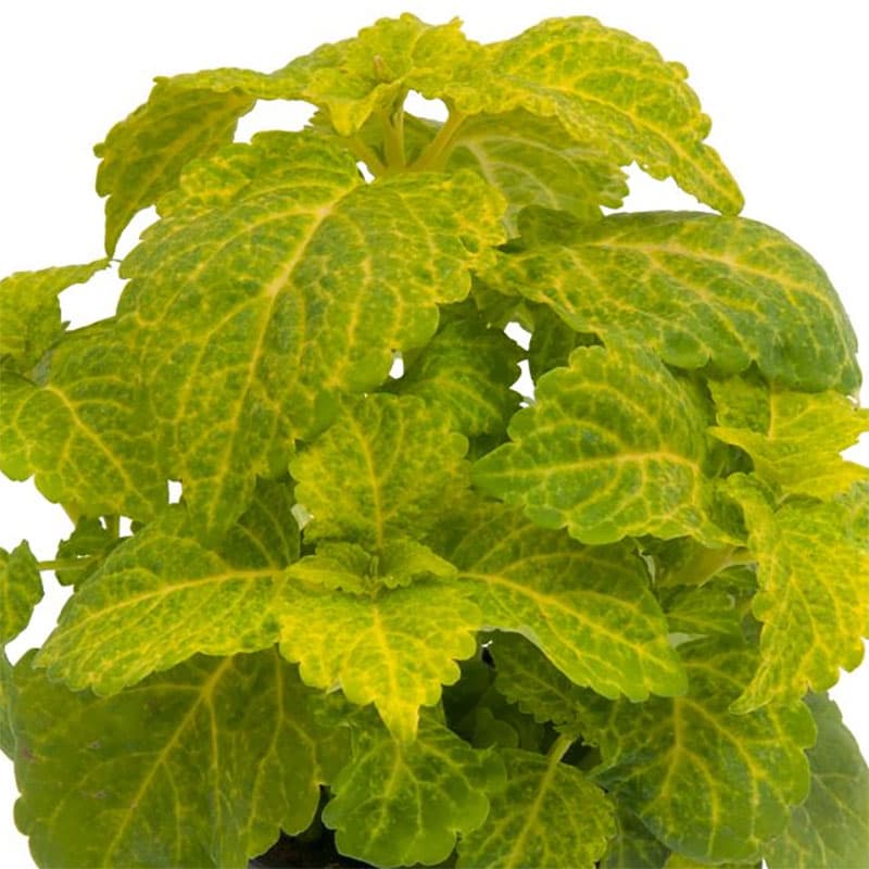 Palettblad 'Fairway Yellow', gul färg, höjd 20-25 cm, skugga/halvskugga, 10 frön.