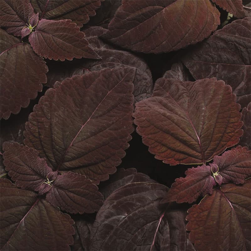 Palettblad 'Sun Dark Chocolate': chokladbruna blad, vinrött i sol, upprätt växtsätt.
