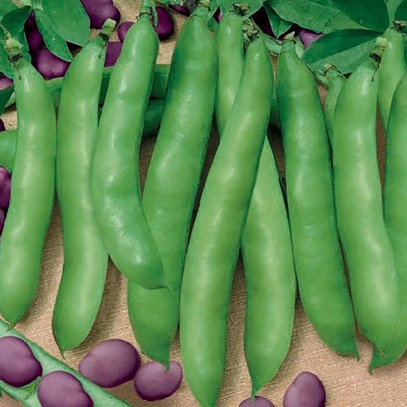 Bondböna 'Extra precoce a grano violetto', grön färg, 80-90 cm höjd, 22-24 cm långa baljor.