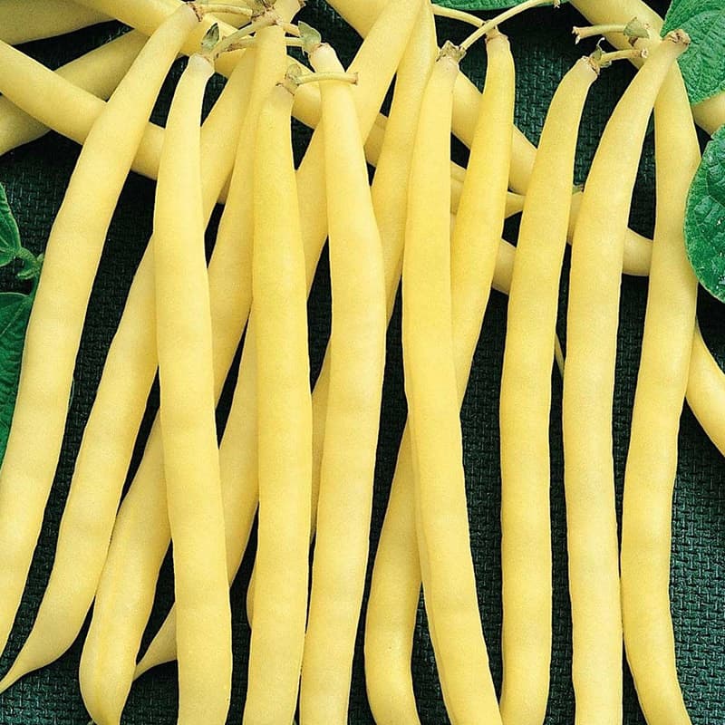 Vaxböna 'Zlota Saxa', gul balja, 11-12 cm lång, höjd 30-40 cm, lättodlad, sol, 20 frön.